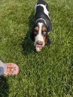 Female 2 , a female Basset Hound for sale in Jerome, ID – 1 of 10
