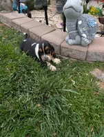 Female 1 , a female Basset Hound for sale in Jerome, ID – 8 of 9