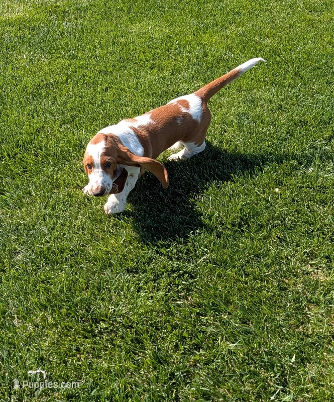 Female 3  – Basset Hound puppy for sale in Jerome, ID