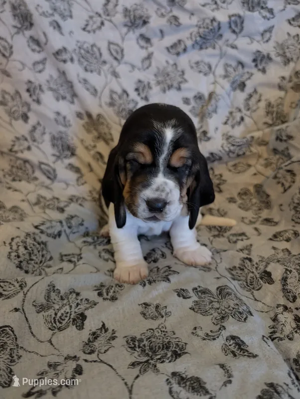Female 2 – Basset Hound puppy for sale in Jerome, ID