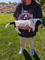 Female 1 , a female Basset Hound for sale in Jerome, ID – 3 of 4