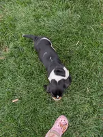 Male 2 , a male Basset Hound for sale in Jerome, ID – 8 of 10