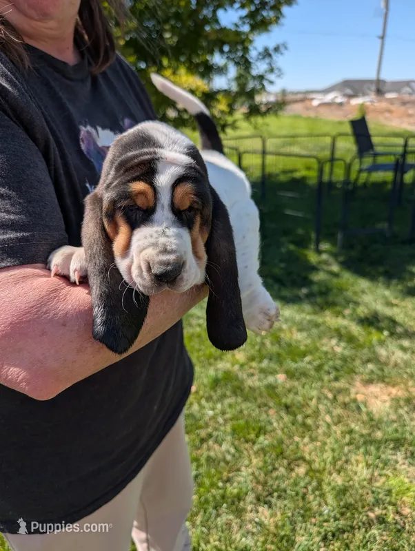 Female 1  – Basset Hound puppy for sale in Jerome, ID