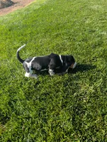 Female 2, a female Basset Hound for sale in Jerome, ID – 5 of 5