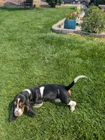 Male 6, a male Basset Hound for sale in Jerome, ID – 6 of 10
