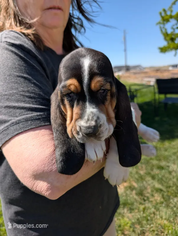 Female 2 – Basset Hound puppy for sale in Jerome, ID