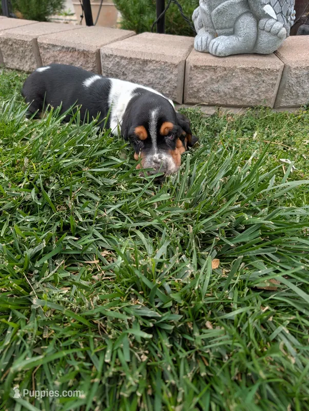 Female 1  – Basset Hound puppy for sale in Jerome, ID