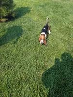 Male 1 , a male Basset Hound for sale in Jerome, ID – 7 of 10