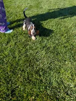 Male 6, a male Basset Hound for sale in Jerome, ID – 5 of 5