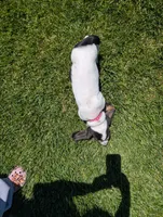 Female 1 , a female Basset Hound for sale in Jerome, ID – 5 of 7