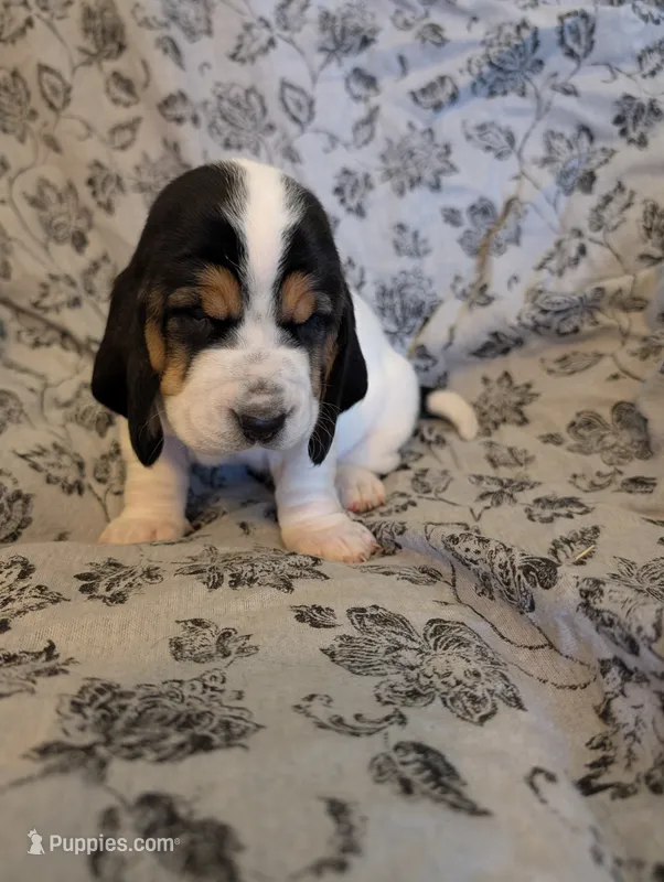 Female 1  – Basset Hound puppy for sale in Jerome, ID