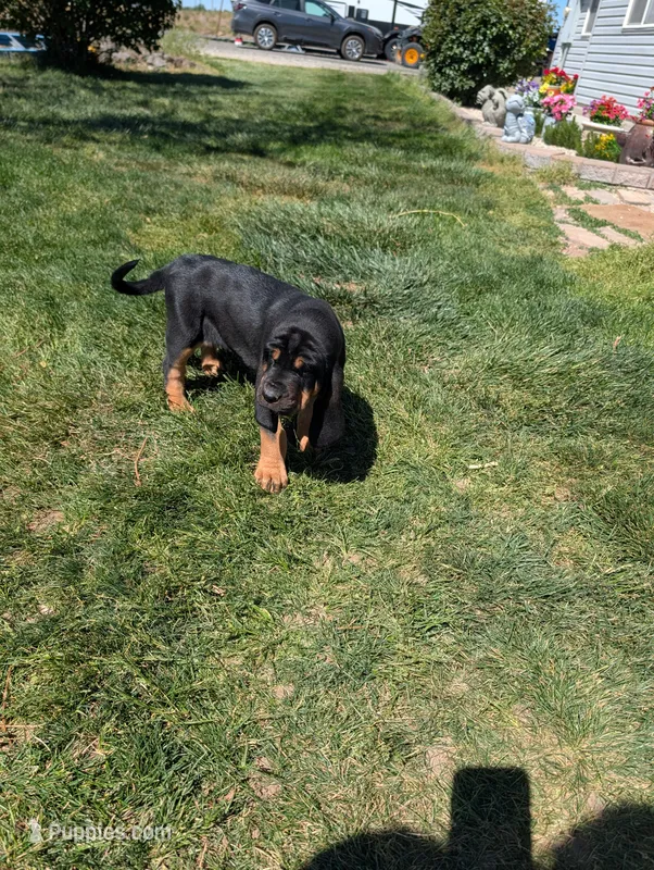 Pbf1  – Bloodhound puppy for sale in Jerome, ID