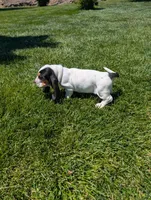 Female 1 , a female Basset Hound for sale in Jerome, ID – 7 of 7