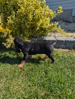 Pbf1 , a female Bloodhound for sale in Jerome, ID – 8 of 10