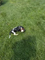 Female 2 , a female Basset Hound for sale in Jerome, ID – 10 of 10