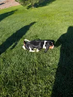 Male 6, a male Basset Hound for sale in Jerome, ID – 4 of 5