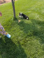 Female 2, a female Basset Hound for sale in Jerome, ID – 8 of 10