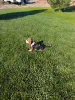 Male 3, a male Basset Hound for sale in Jerome, ID – 5 of 5