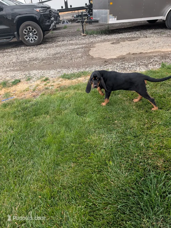 Pbf1  – Bloodhound puppy for sale in Jerome, ID
