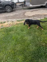 Pbf1 , a female Bloodhound for sale in Jerome, ID – 1 of 10