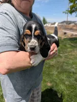 Female 2, a female Basset Hound for sale in Jerome, ID – 1 of 4