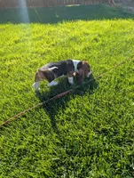 Male 1, a male Basset Hound for sale in Jerome, ID – 4 of 8