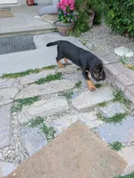 Pbf1 , a female Bloodhound for sale in Jerome, ID – 7 of 10