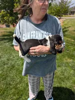 Female 2, a female Basset Hound for sale in Jerome, ID – 3 of 4