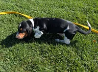 Buster , a male Basset Hound for sale in Jerome, ID – 5 of 10