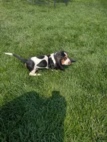 Male 7, a male Basset Hound for sale in Jerome, ID – 4 of 9
