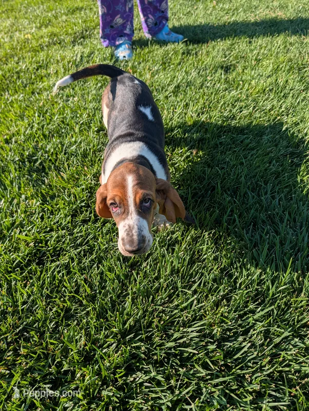 Male 1 – Basset Hound puppy for sale in Jerome, ID