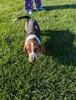 Male 1, a male Basset Hound for sale in Jerome, ID – 1 of 6