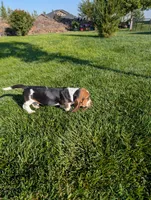 Male 3, a male Basset Hound for sale in Jerome, ID – 2 of 5