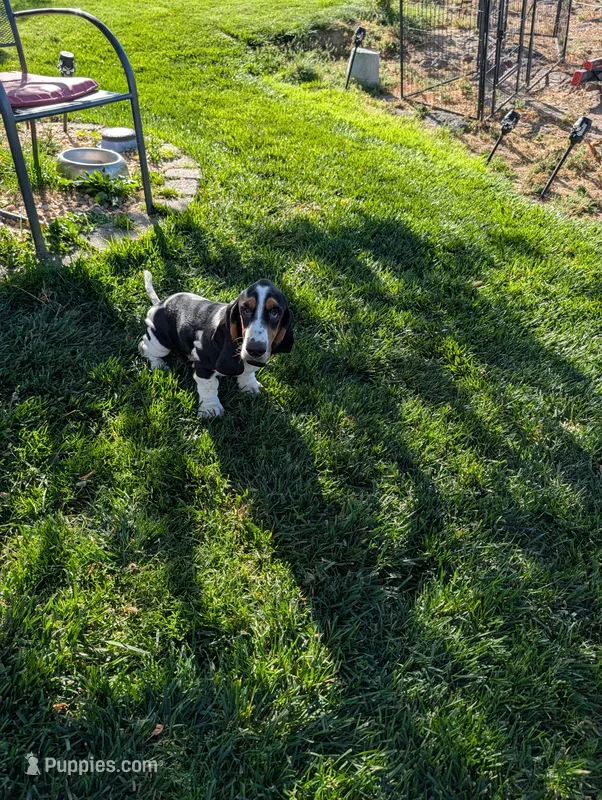 Female 2, a female Basset Hound for sale in Jerome, ID – 1 of 10