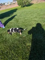 Male 7, a male Basset Hound for sale in Jerome, ID – 6 of 6