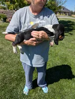 Female 1 , a female Basset Hound for sale in Jerome, ID – 3 of 4
