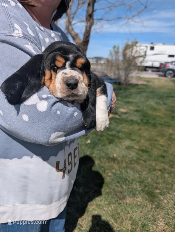 Female 2 – Basset Hound puppy for sale in Jerome, ID