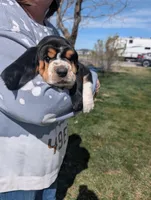 Female 2, a female Basset Hound for sale in Jerome, ID – Photo 1 of 6