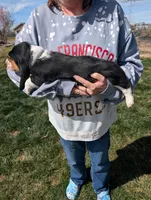 Female 2, a female Basset Hound for sale in Jerome, ID – Photo 2 of 6