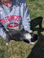 Female 2, a female Basset Hound for sale in Jerome, ID – Photo 4 of 6