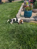 Male 4, a male Basset Hound for sale in Jerome, ID – 7 of 10
