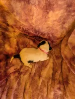 Female 1 , a female Basset Hound for sale in Jerome, ID – 4 of 4