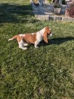 Female 3, a female Basset Hound for sale in Jerome, ID – 3 of 8