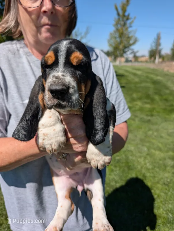 Female 1  – Basset Hound puppy for sale in Jerome, ID
