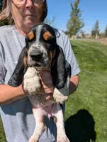 Female 1 , a female Basset Hound for sale in Jerome, ID – 1 of 4