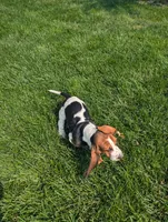 Male 2, a male Basset Hound for sale in Jerome, ID – 8 of 10