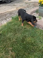 Pbf1 , a female Bloodhound for sale in Jerome, ID – 6 of 10