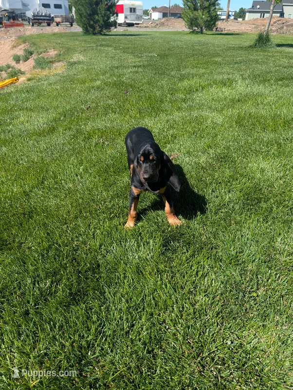 Pbf1  – Bloodhound puppy for sale in Jerome, ID