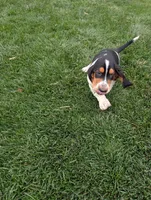 Male 2 , a male Basset Hound for sale in Jerome, ID – 10 of 10
