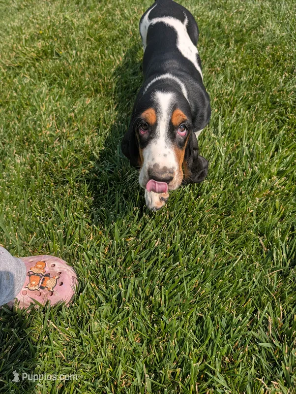 Female 2  – Basset Hound puppy for sale in Jerome, ID